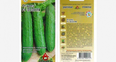 Okurky zozulya: jak pěstovat a sklízet dobrou sklizeň?